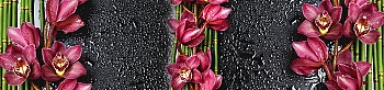 npn071.jpg