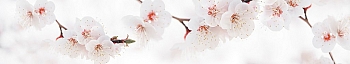 NCF_0072_.jpg