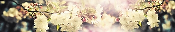 NCF_0074_.jpg