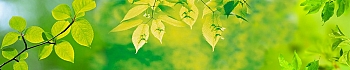 NCF_00782.jpg