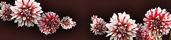 nw17507.jpg
