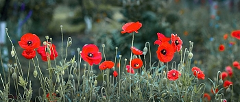nw17526.jpg
