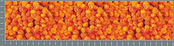 sg1260.jpg