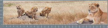 sg0643.jpg