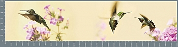 sg1275.jpg