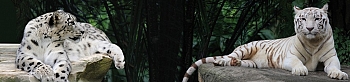 sg1276.jpg