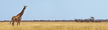 ssg019.jpg