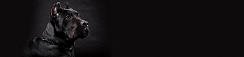 ssg021.jpg