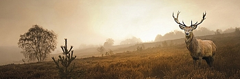 ssg022.jpg