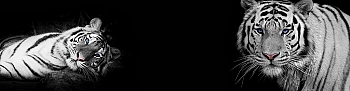 ssg025.jpg