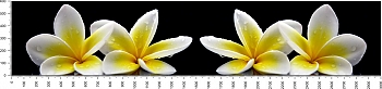 GG_0017.jpg