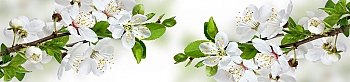 flw17123.jpg