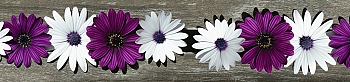 flw17126.jpg