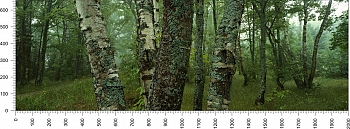 priroda_130.jpg