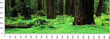 priroda_177.jpg