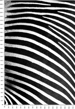 C0038.jpg