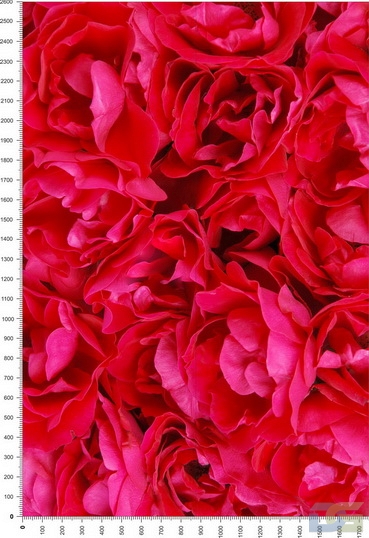 NC0085.jpg
