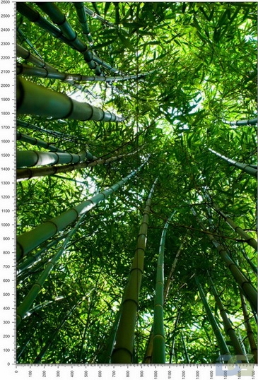 NC0444.jpg