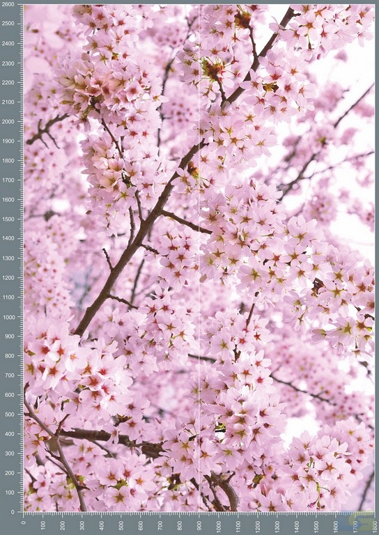 shc0313.jpg
