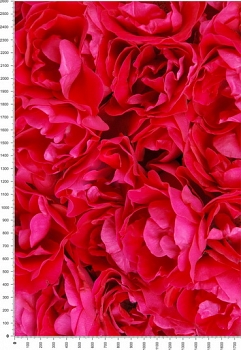 NC0085.jpg