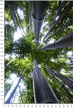 NC0385.jpg