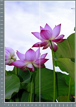 shc0209.jpg