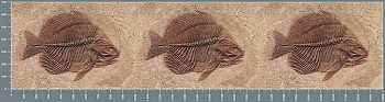 sg1125.jpg