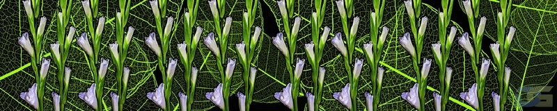 3dSKINALI__1320.jpg
