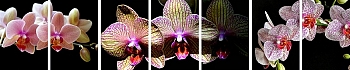 3dSKINALI_4001_712.jpg
