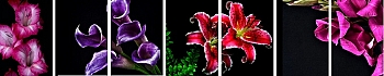 3dSKINALI__1311.jpg