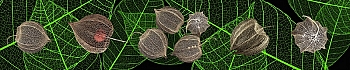 3dSKINALI__2054.jpg