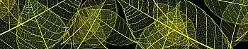 3dSKINALI__2162.jpg