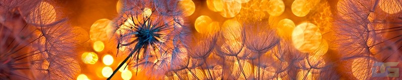 ArtSkinali1003.jpg