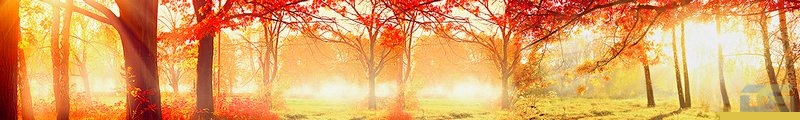 ArtSkinali1104.jpg