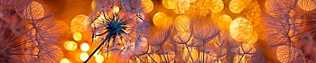 ArtSkinali1003.jpg