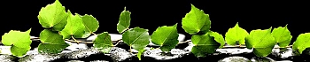 ArtSkinali1294.jpg