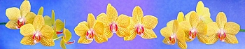 ArtSkinali255.jpg