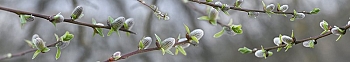 ArtSkinali3228.jpg