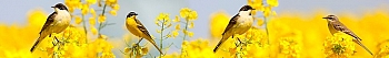 ArtSkinali903.jpg