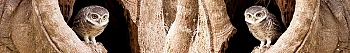 ArtSkinali984.jpg